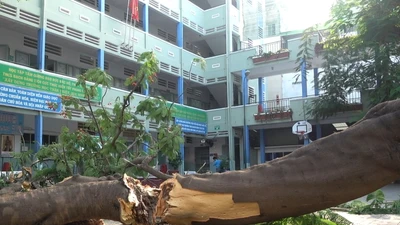 Hiện trường vụ cây phượng bật gốc khiến 1 học sinh tử vong
