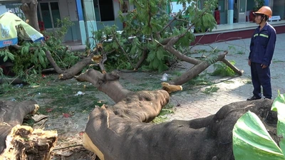 Phụ huynh nói về vụ cây phượng bật gốc đè học sinh