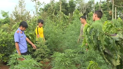 Trồng cần sa, hai anh em sinh đôi bị bắt