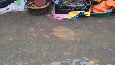 Quảng Nam: Người dân xóm ngập bắt cá giữa đường