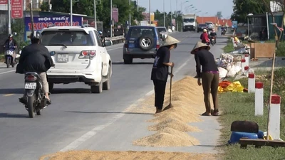 Người Quảng Bình đau xót nhìn hạt thóc nảy mầm