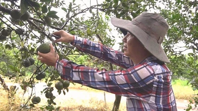 Tỷ phú trẻ tiết lộ bí quyết ép cam đẻ trái nghịch mùa