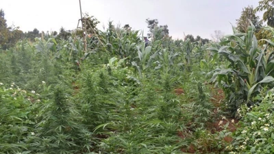 Video: Phát hiện trồng hơn 250 cây cần sa trong rẫy vắng