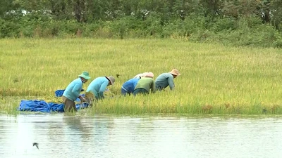Video: Hàng trăm héc ta lúa bị ngập úng nghiêm trọng do mưa lớn kéo dài