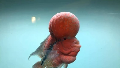 TP.HCM xuất khẩu châu Âu hơn 12 triệu con cá cảnh 