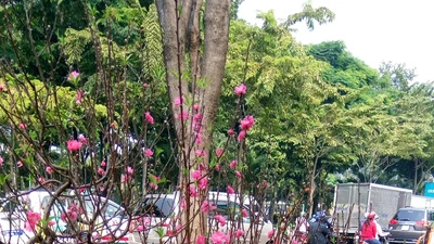 Đào Nhật Tân giá 20 triệu đồng/chậu đổ bộ TP.HCM