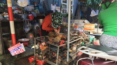 Xử lý nhiều trường hợp kinh doanh, giết mổ gia cầm trái phép