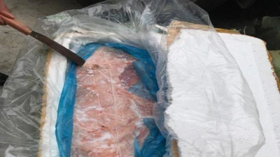 Thu 24 tấn nội tạng heo nhiễm dịch tả heo châu Phi