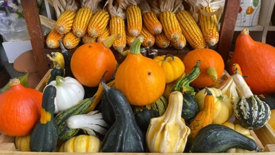 Bí ngô mini kỳ dị hút khách mùa Halloween dù giá cao