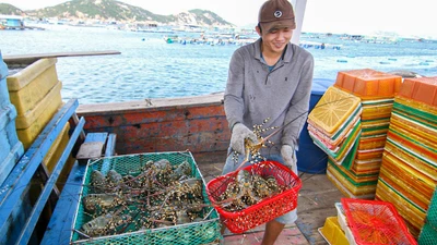 Vì sao Trung Quốc tăng nhập khẩu tôm hùm Việt?