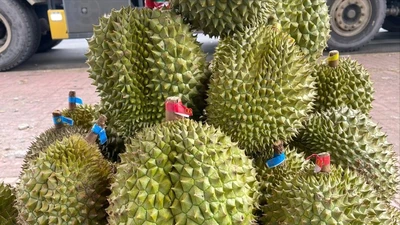 Vừa thu tiền trăm mỗi kg, giá sầu riêng lại quay đầu giảm mạnh