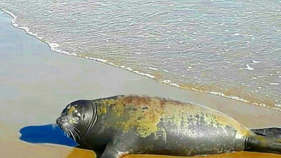 Bình Thuận xuất hiện hải cẩu lên bờ, chơi với người