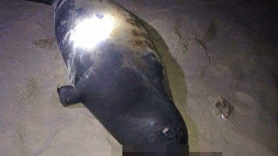 Hải cẩu đùa giỡn với người đã bị đánh chết