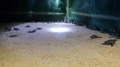 Thả 103 rùa con về biển Hòn Cau