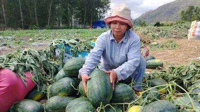 Lâm Đồng kêu gọi các chợ, siêu thị 'giải cứu' dưa hấu Gia Lai
