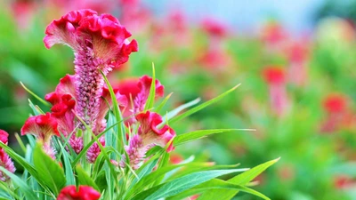 Làng hoa Gò Vấp tất bật chuẩn bị tết 