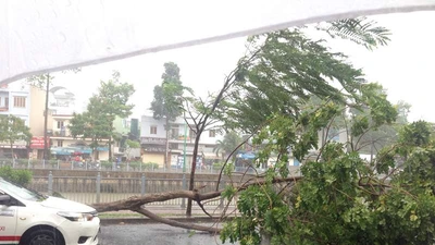 Cây xanh bật gốc, bổ nhào xuống taxi ở đường Trường Sa