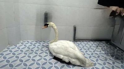 Pháp lý vụ trộm thiên nga tại Thảo Cầm Viên