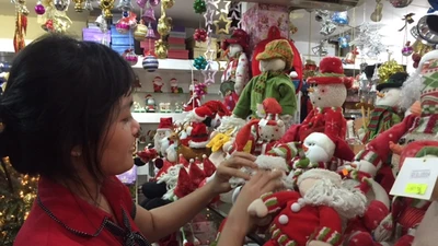 Đà Lạt nhập cây thông thật có mùi thơm chơi mùa Noel