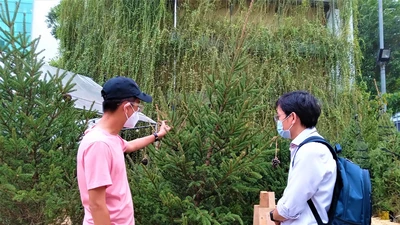 Lần đầu tiên cây thông Nga ra mắt người Việt mùa Giáng sinh 