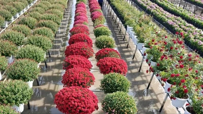 Hoa Tết Nguyên đán: Hàng độc lạ cháy hàng, bonsai 'ngựa thiên thần' xuất hiện