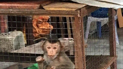 Một con khỉ được cứu hộ tại Đà Nẵng. Ảnh: ENV