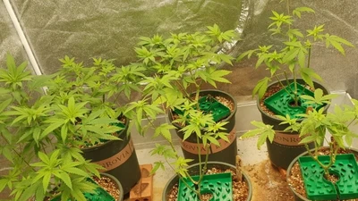 Trồng cả trăm cây cần sa ở TP Thủ Đức rồi rao bán trên mạng