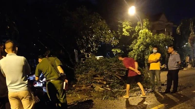 Cây xanh bật gốc đè tử vong người thu tiền cước cáp viễn thông