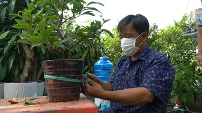 Video: Nhà vườn ở Thủ Đức xuất khẩu mai vàng đón Tết Nguyên đán 