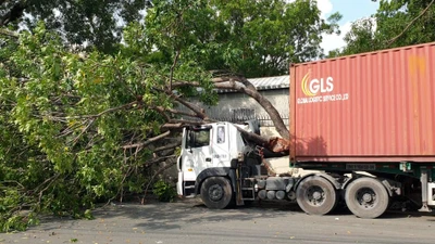 Video: Cây xanh bật gốc, đè bẹp cabin xe container