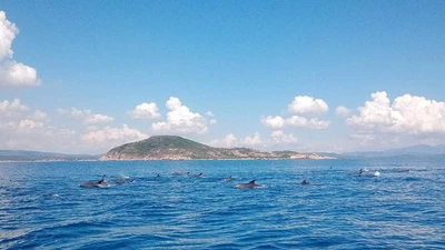 Kỳ thú đàn cá heo gần 200 con tung tăng trên biển Phú Yên