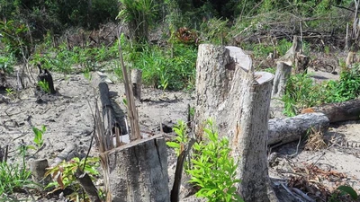 Bắt 2 người phá trắng rừng phòng hộ ở Phú Yên