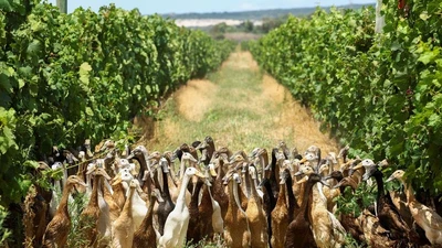 Đàn vịt ở thị trấn sản xuất rượu vang Stellenbosch, tỉnh Western Cape (Nam Phi). Video: REUTERS