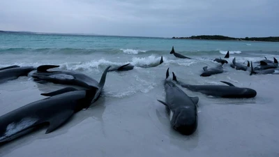 VIDEO: Hơn 70 con cá voi hoa tiêu mắc cạn trên bờ biển