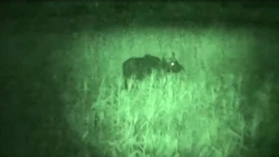 Tận mắt chứng kiến bò tót xuất hiện gần nhà dân