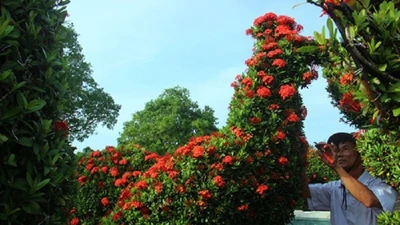 Vườn kiểng gà quý chục tỉ của lão nghệ nhân miền Tây