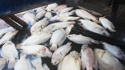 Cá bè trên sông Tiền chết nhiều, chưa rõ nguyên nhân