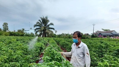 Chợ Lách sản xuất 17 triệu hoa kiểng phục vụ Tết Tân Sửu 2021