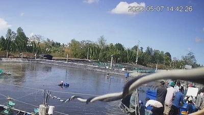 19 'siêu trộm tôm' ở Cà Mau chuẩn bị hầu tòa