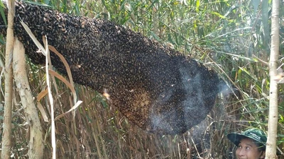 Trưng bày tổ ong mật 'khủng' nhất U Minh Hạ tại sự kiện Hương rừng U Minh