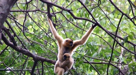 Người dân được phép nuôi động vật rừng