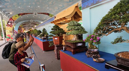 Cận cảnh những tác phẩm bonsai, suiseki tiền tỉ đổ bộ TP.HCM