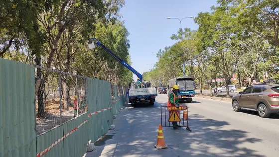 TP.HCM di dời hơn 200 cây xanh để làm dự án nút giao An Phú, TP Thủ Đức