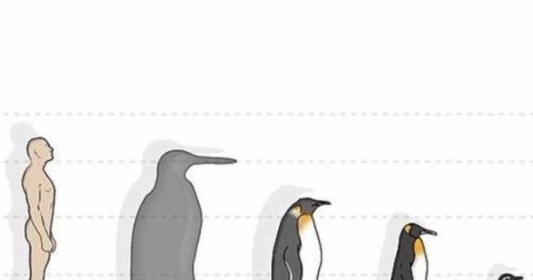 Chim cánh cụt ở Nam Cực có nguy cơ tuyệt chủng sau 30 năm nữa