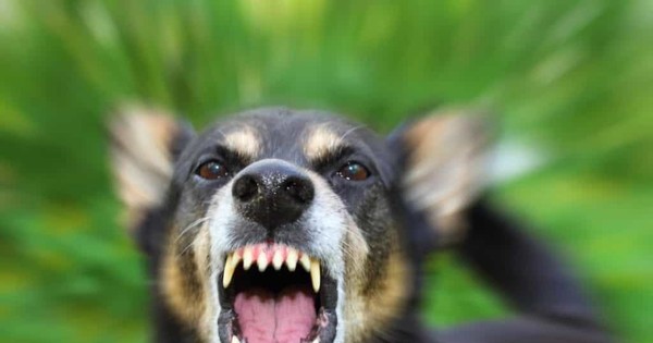 A man was bitten to death by a rabid domestic dog