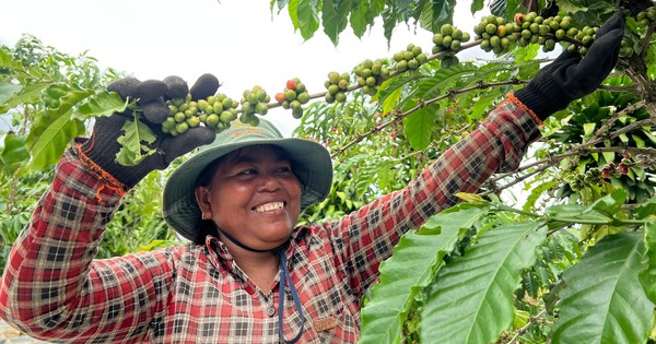 Rộn ràng mùa thu hoạch cà phê ở Lâm Đồng
