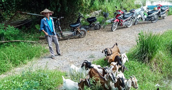 Mắt con dê viêm và loét có thể gây nguy hiểm cho đàn dê không?
