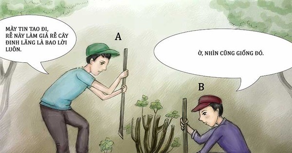 Làm thế nào để sử dụng củ đinh lăng một cách hiệu quả?
