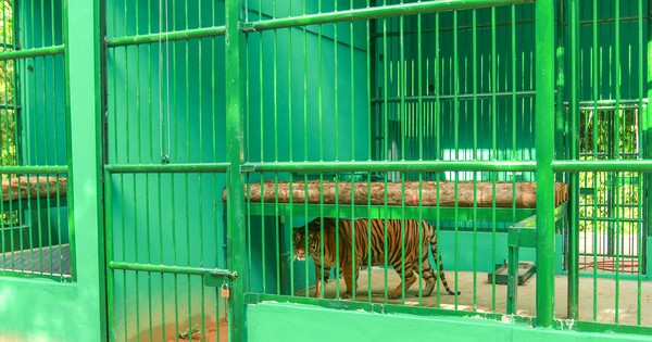 7 tigers in Phong Nha-Ke Bang after moving to a new ‘home’