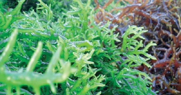 Tất tần tật về tảo nhật bản có tác dụng gì -Công dụng, lợi ích và tác hại